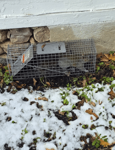 GOTCHA! A squirrel in a humane trap, captured and handled by Magnum Pest Control GOTCHA! A squirrel in a humane trap, captured and handled by Magnum Pest Control