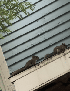 Wildlife pest control in Western NY by Magnum Pest Control Squirrels running on a home gutter